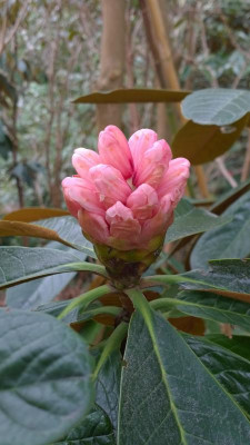 WP_20170323_012 Rhododendron rothschildii Feng Weixi.jpg