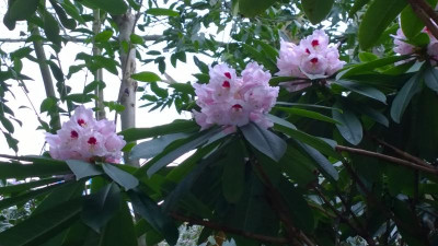 WP_20170323_014Rhododendron calophytum Hobbie.jpg