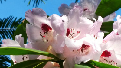 WP_20170322_039 Rhododendron praevernum.jpg