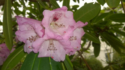 WP_20170323_030 Rhododendron sutchuenense H.P..jpg