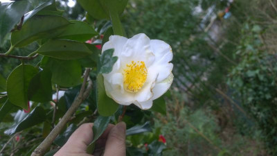 WP_20170323_027 Camellia japonica Shirokingyoba-Tsubaki.jpg