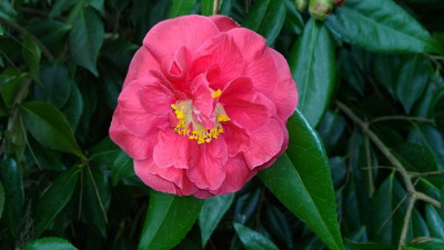 WP_20170323_040 Camellia japonica Guilio Nuccio.jpg