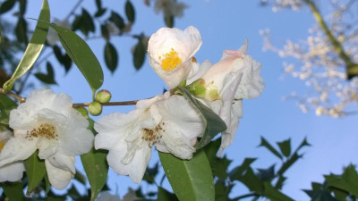WP_20170322_018 Camellia X Cornish snow.jpg