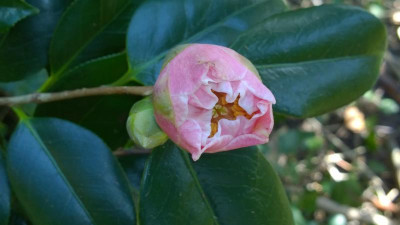 WP_20170322_070 Camellia japonica Mikuni No Homare.jpg