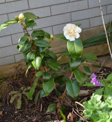 Camellia-JurysYellow.17-1.jpg