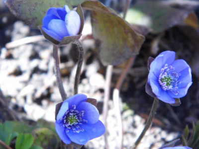P1050631.JPG
