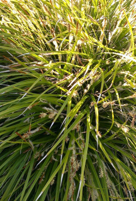 Gras-Unbekannt.jpg