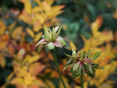 2006-11_rosa__viridflora.JPG
