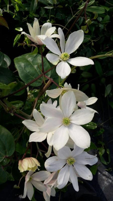 Cl_armandii_Hongkong_0126.JPG