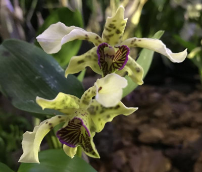 Dendrobium normanbyense 03-2017.jpg