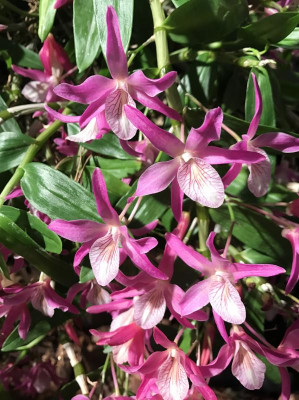 Dendrobium Nikkou 03-2017.jpg