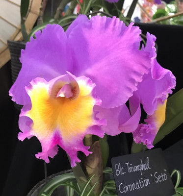 BLC Triumphal Coronation Seto 03-2017.jpg