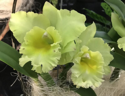 BLC San Ya Green Dragon King 03-2017.jpg
