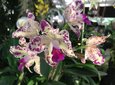 Cattleya amethystoglossa 03-2017.jpg