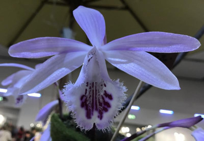 Pleione Eiger To Be 03-2017.jpg