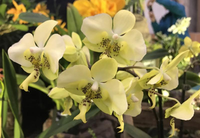 Phalaenopsis stuartiana nobilis 03-2017.jpg