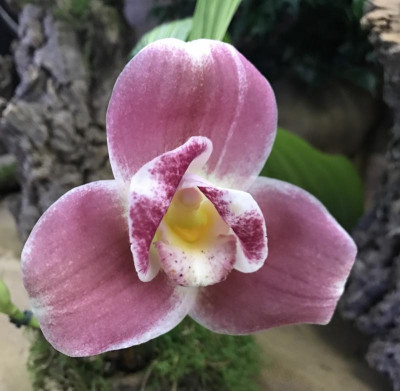 Lycaste Capricorn 03-2017.jpg