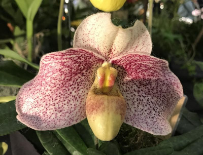 Paphiopedilum emersonii x bellatulum 03-2017.jpg