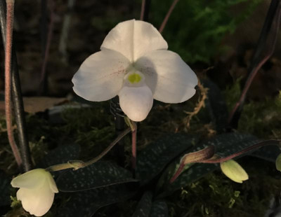 Paphiopedilum thaianum 03-2017.jpg