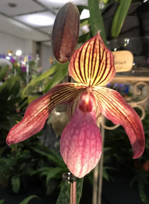 Paphiopedilum Gloria Naugle 03-2017.jpg
