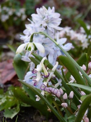 2017-03-24 Corydalis 'Bilbo'.jpg