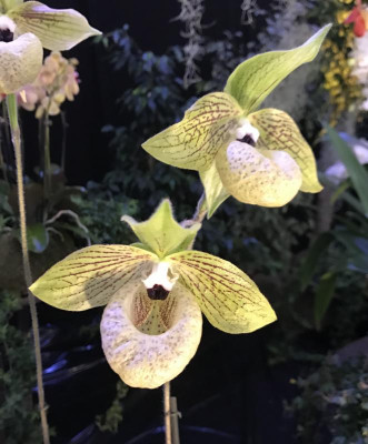 Paphiopedilum malipoense 03-2017.jpg