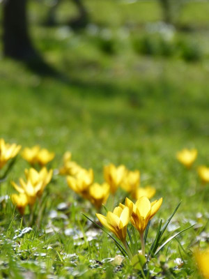2017-03-24 Gartenimpressionen 1.jpg