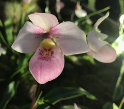 Phragmipedium schlimii 03-2017.jpg