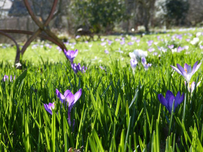 2017-03-24 Gartenimpressionen 2.jpg