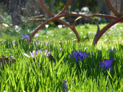 2017-03-24 Gartenimpressionen 3.jpg