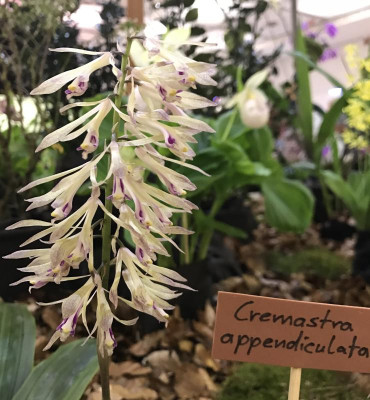 Cremastra appendiculata 03-2017.jpg