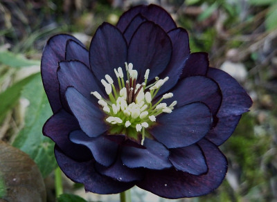h.onyx odyssee.jpg