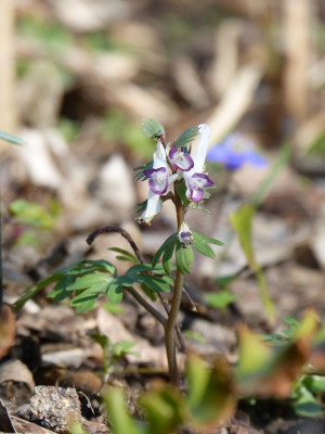 2017-03-24 Corydalis 'Bilbo' 2.jpg