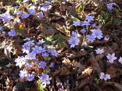 Hepatica noilis MGP 1700324.jpg