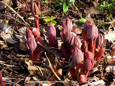 P.anomala ssp.aretiana.JPG