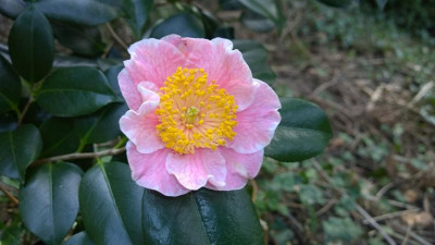 WP_20170325_037  Camellia japonica Mikuni No Homare.jpg