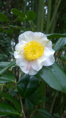 WP_20170323_028 Camellia japonica Kyo Nishiki 2.jpg