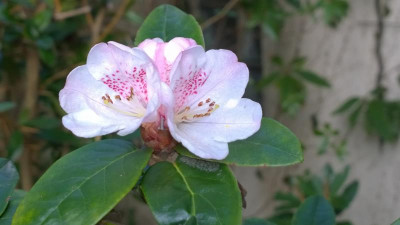 WP_20170325_015 Rhododendron tsariense trimoense.jpg