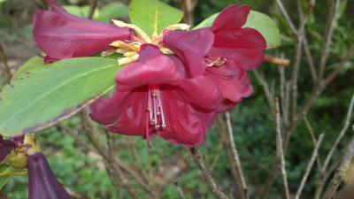 WP_20170325_032 Rhododendron thomsonii ssp.lopsangianum Cer 9922.jpg