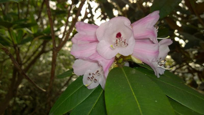 WP_20170325_029 Rhododendron pachytrichum 92RSF149 RSF.jpg