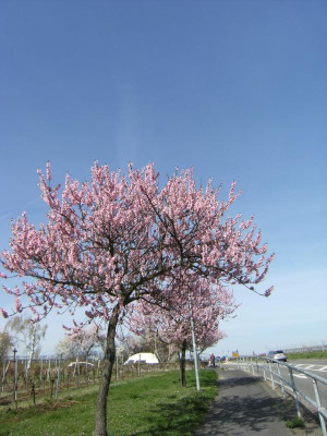 DSCF4839.JPG