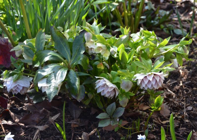 Helleborus-gefüllt-Punkte.17-2.jpg
