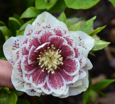 Helleborus-gefüllt-Punkte.17-1.jpg