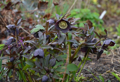 Helleborus-schwarz.17-1.jpg
