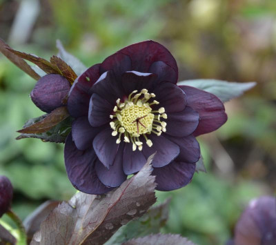 Helleborus-BlackPetticoat.17-3.jpg
