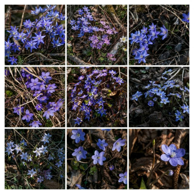 IMG_2993-2-COLLAGE.jpg