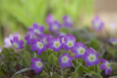Oxalis acetosella.jpg
