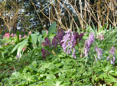2017-03-25 Foerstergarten 2.jpg