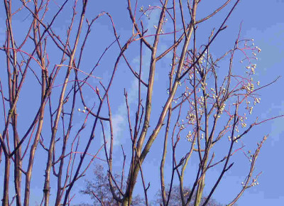 Sorbus-hupehensis-Fr.jpg