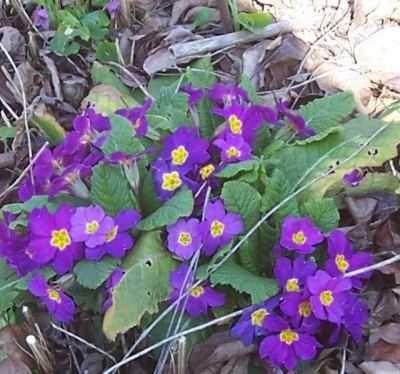 100_6827 Primel violett.jpg